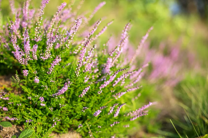 Vres obecny1660074563.jpg